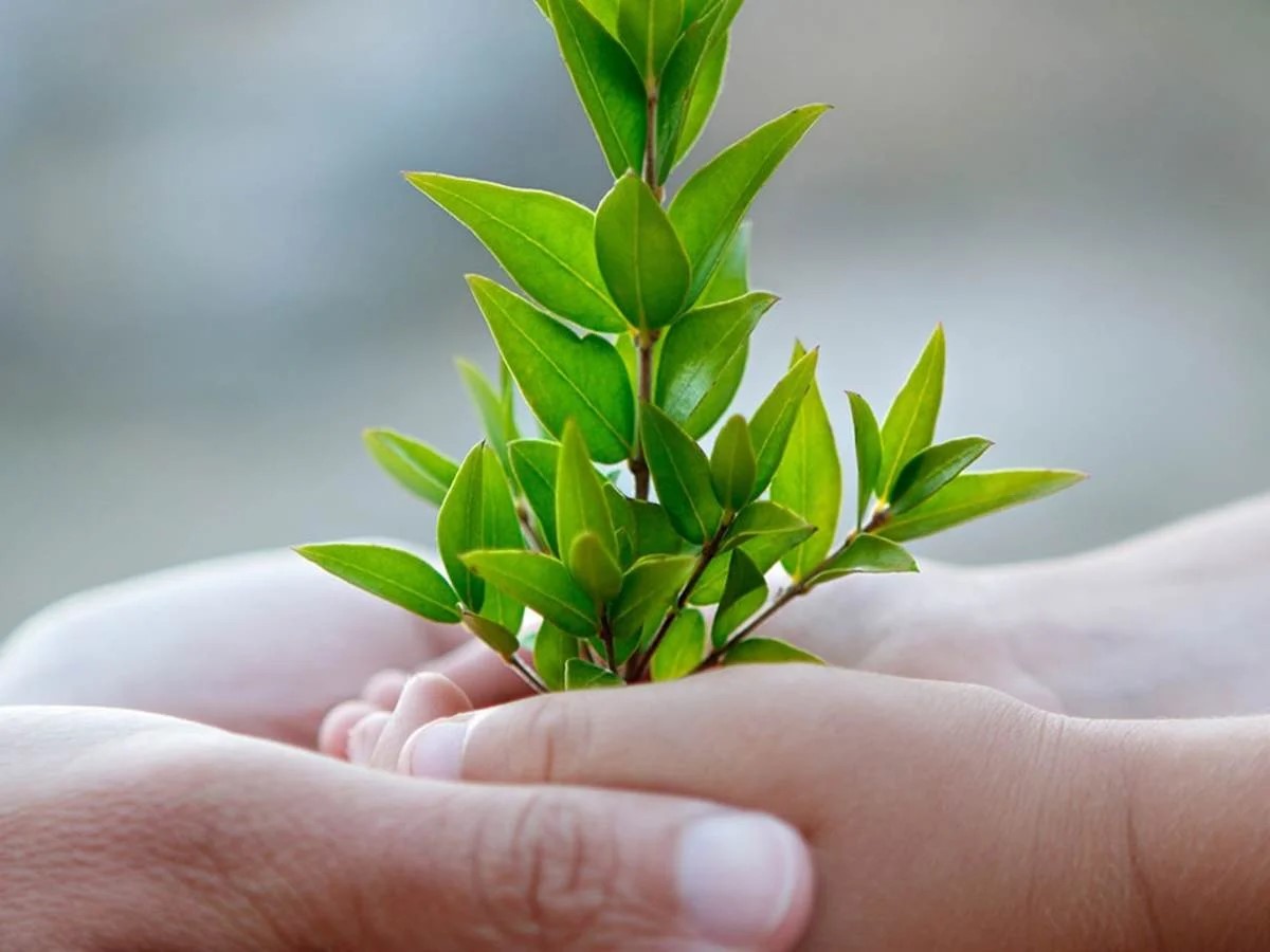 Hands and tree