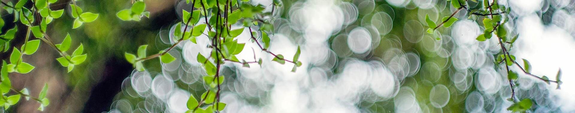 Tree branch with leaves